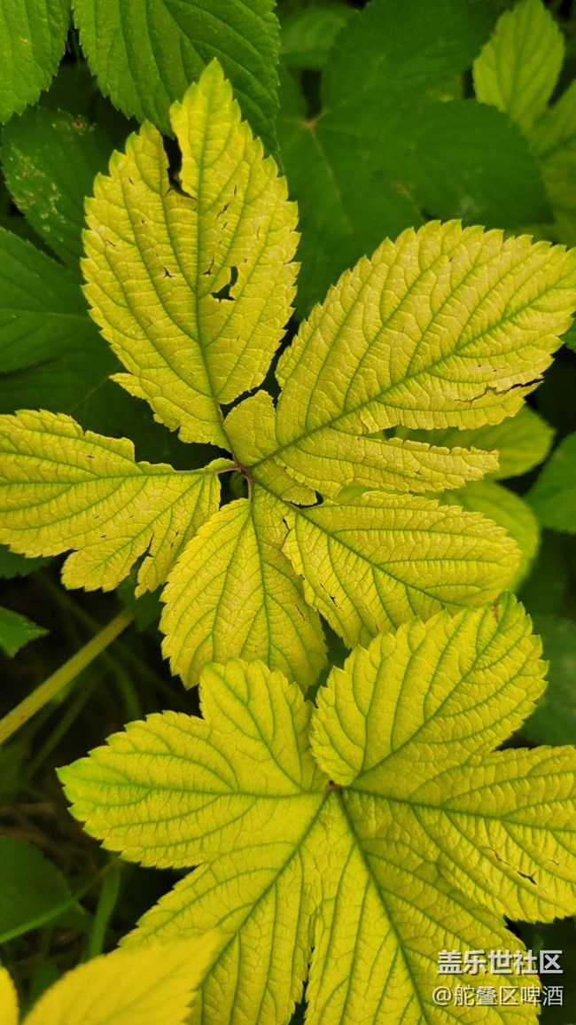 【那年初秋】葎草