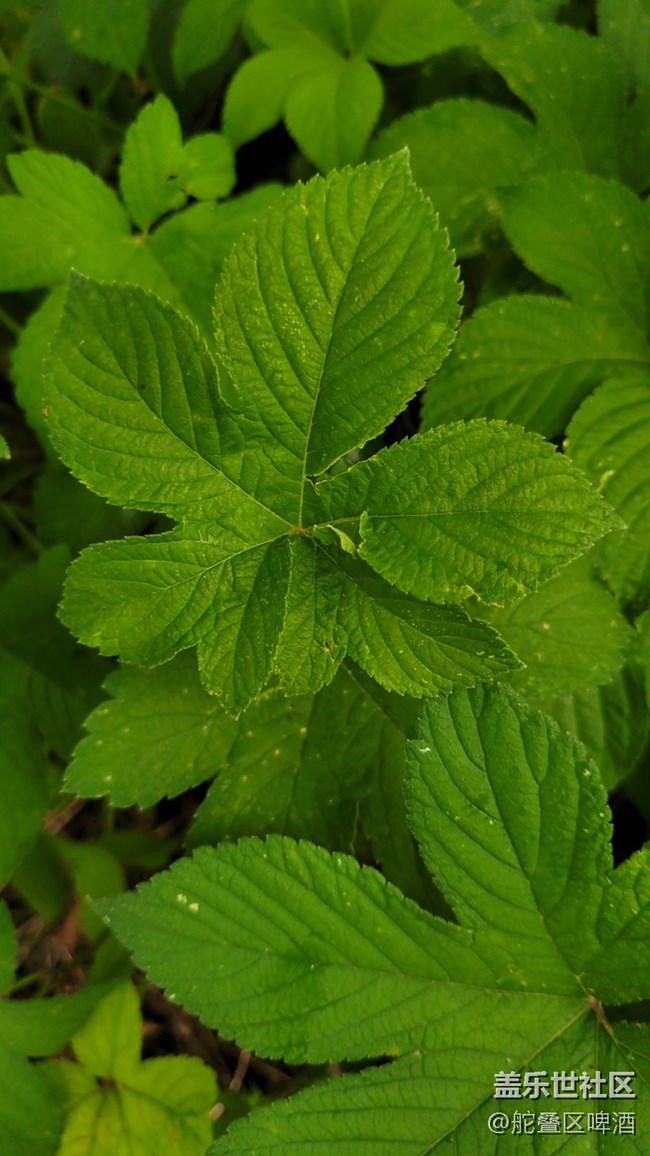 【那年初秋】葎草