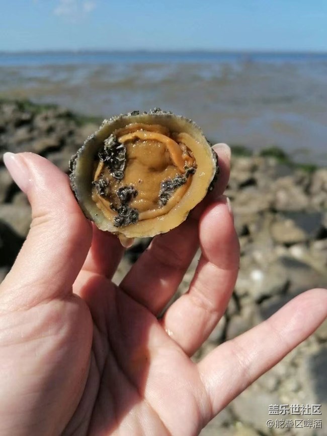 【捕捉夏日美好】趕海的一天