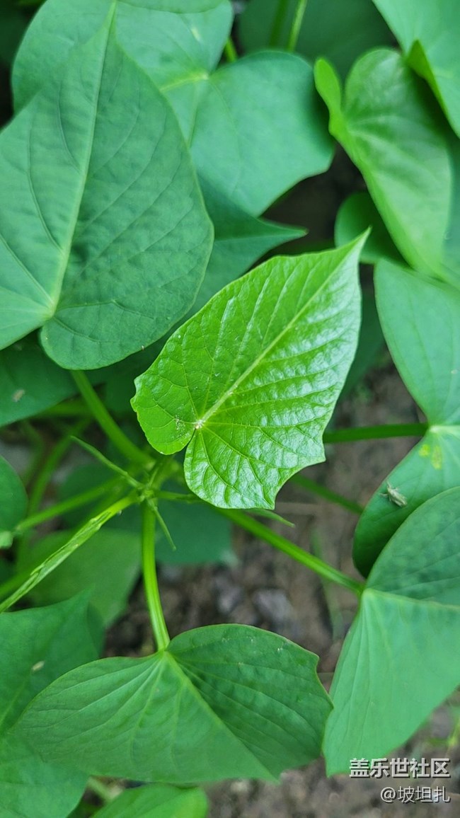 【那年初秋】綠色蔬菜