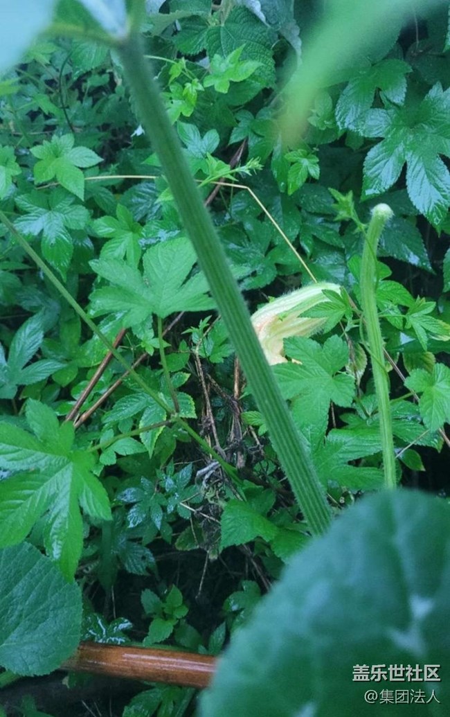 【那年初秋】花蕾