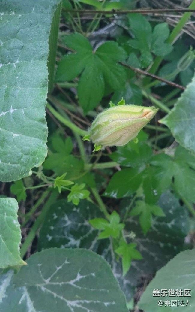 【那年初秋】花蕾