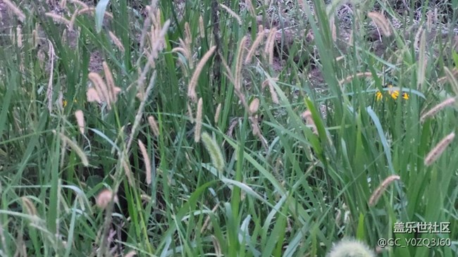 【那年初秋】狗尾草