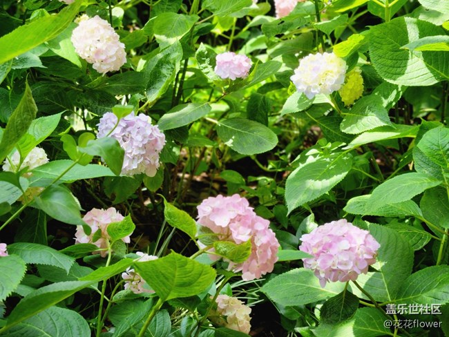 #我喜歡的攝影模式——拍花花