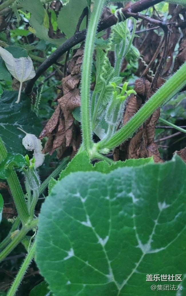 【那年初秋】花蕾