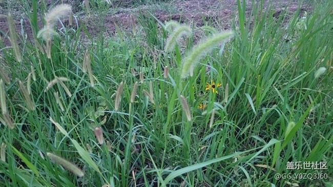 【那年初秋】狗尾草