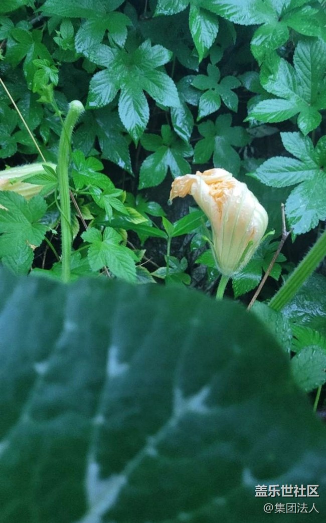 【那年初秋】花蕾