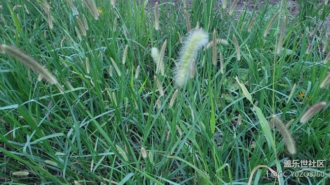 【那年初秋】狗尾草