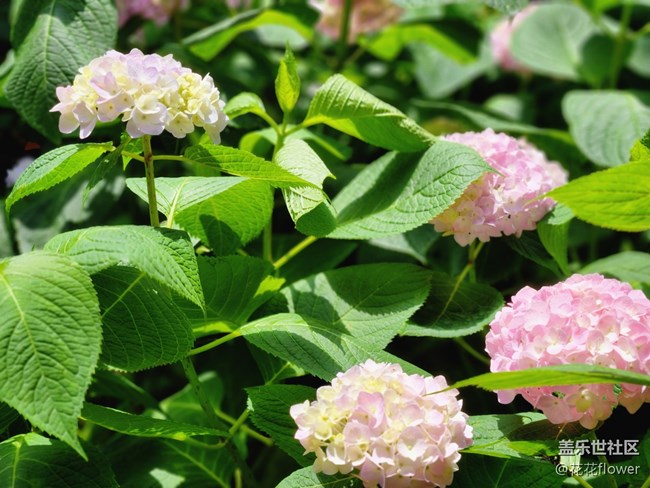 #我喜歡的攝影模式——拍花花