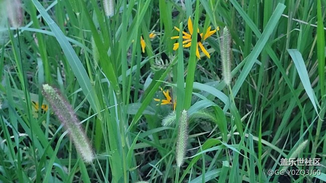 【那年初秋】狗尾草