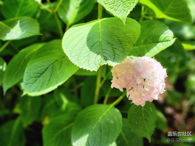 #我喜歡的攝影模式——拍花花