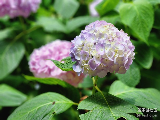 #我喜歡的攝影模式——拍花花