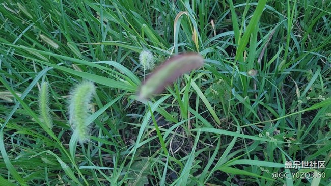 【那年初秋】狗尾草