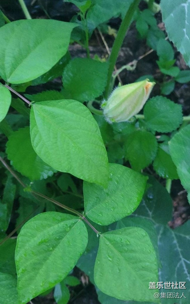 【那年初秋】花蕾