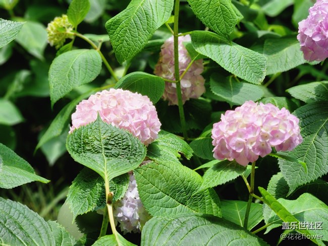 #我喜歡的攝影模式——拍花花
