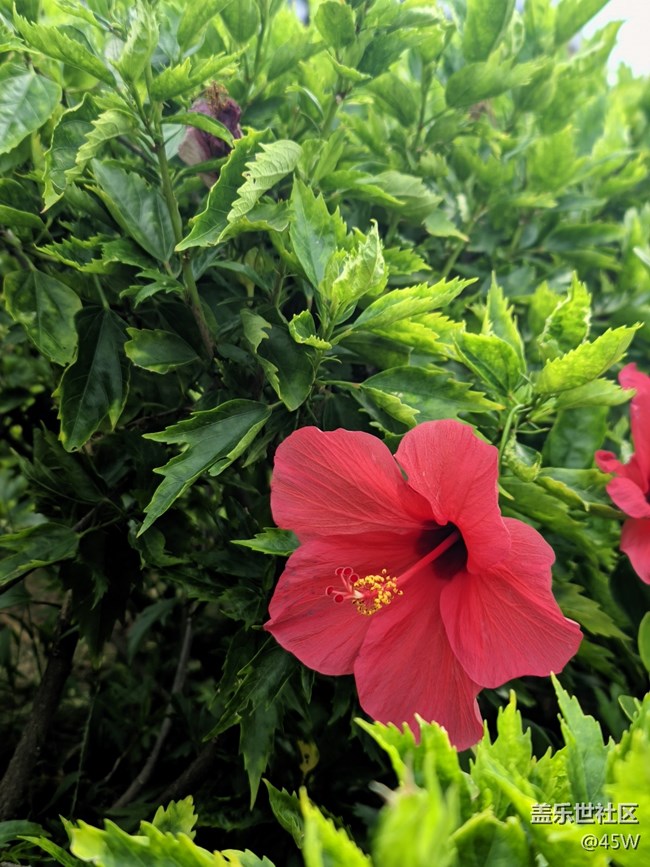 【尋一份美好】輕輕搖曳的花兒