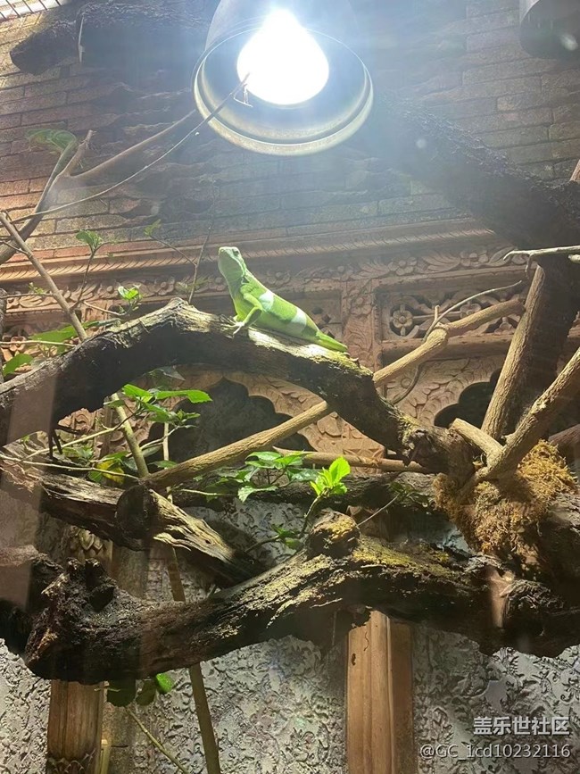 #我喜歡的攝影模式——拍動物