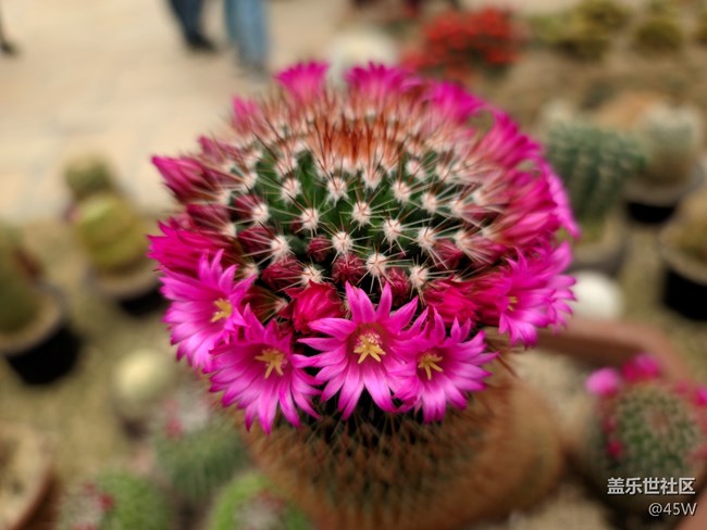 【那年初秋】綻放希望和喜悅