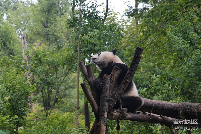 線下攝影活動(dòng)回顧貼 - 熊貓基地拍“大貓”