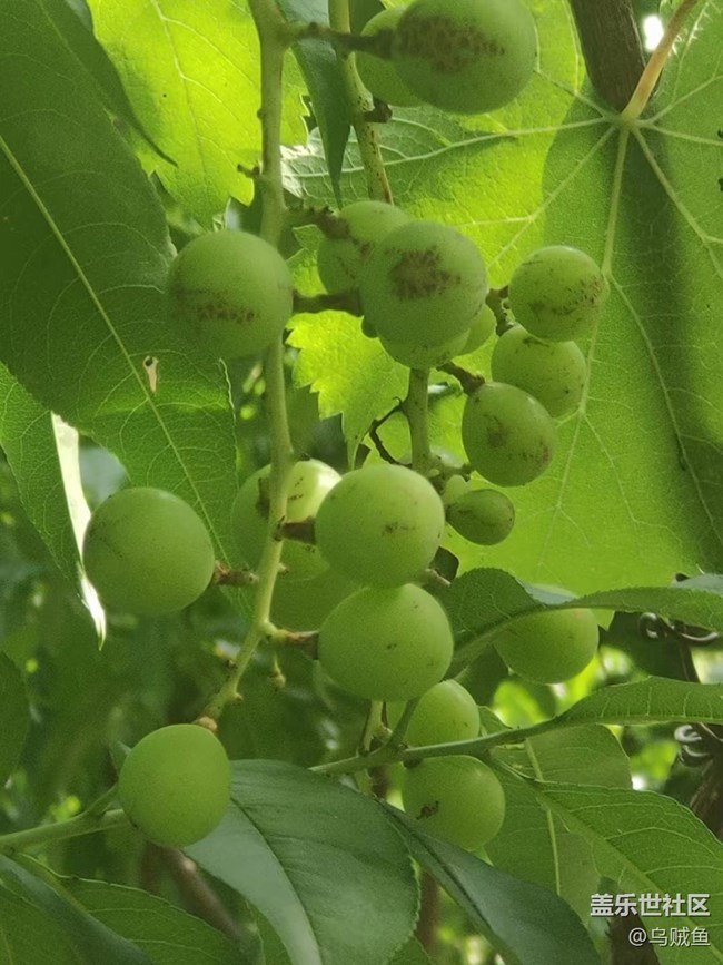【捕捉夏日美好】葡萄園