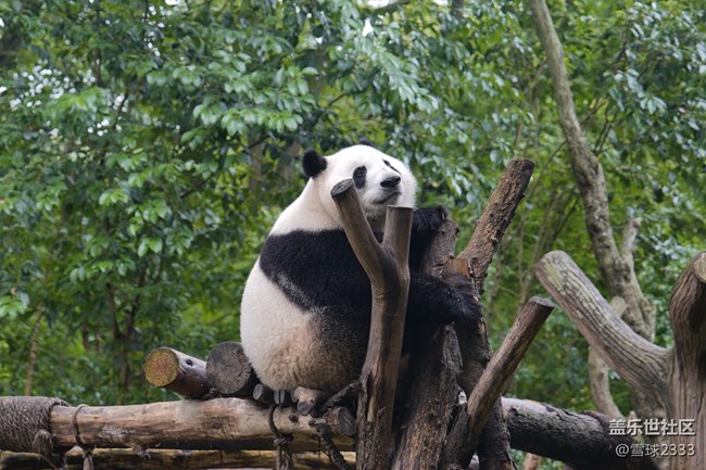 線下攝影活動(dòng)回顧貼 - 熊貓基地拍“大貓”