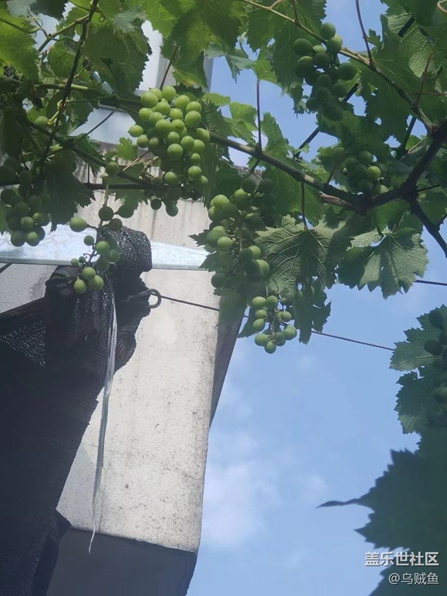 【捕捉夏日美好】葡萄園