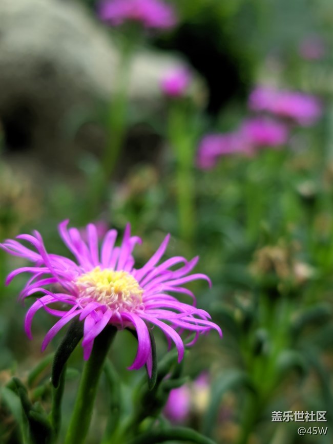 【那年初秋】綻放希望和喜悅