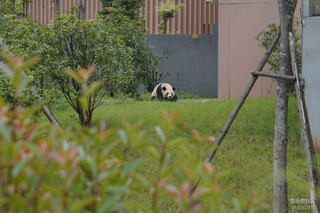 线下摄影活动回顾贴 - 熊猫基地拍“大猫”