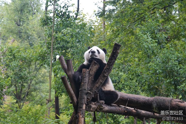 線下攝影活動(dòng)回顧貼 - 熊貓基地拍“大貓”