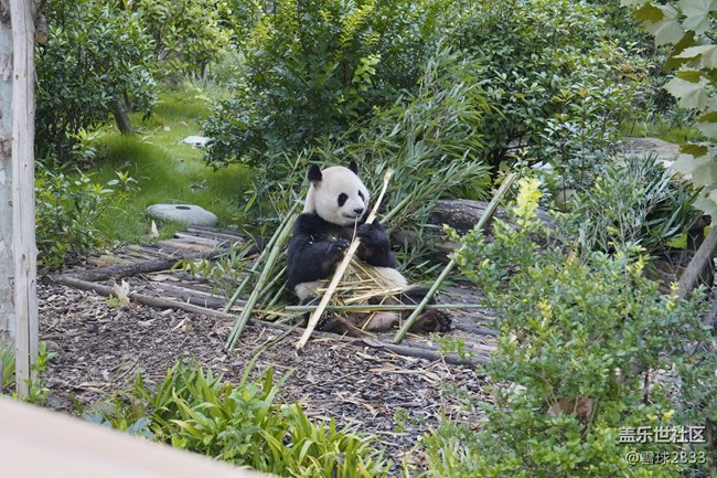 线下摄影活动回顾贴 - 熊猫基地拍“大猫”