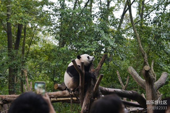 線下攝影活動(dòng)回顧貼 - 熊貓基地拍“大貓”