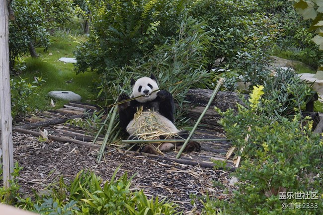 線下攝影活動(dòng)回顧貼 - 熊貓基地拍“大貓”