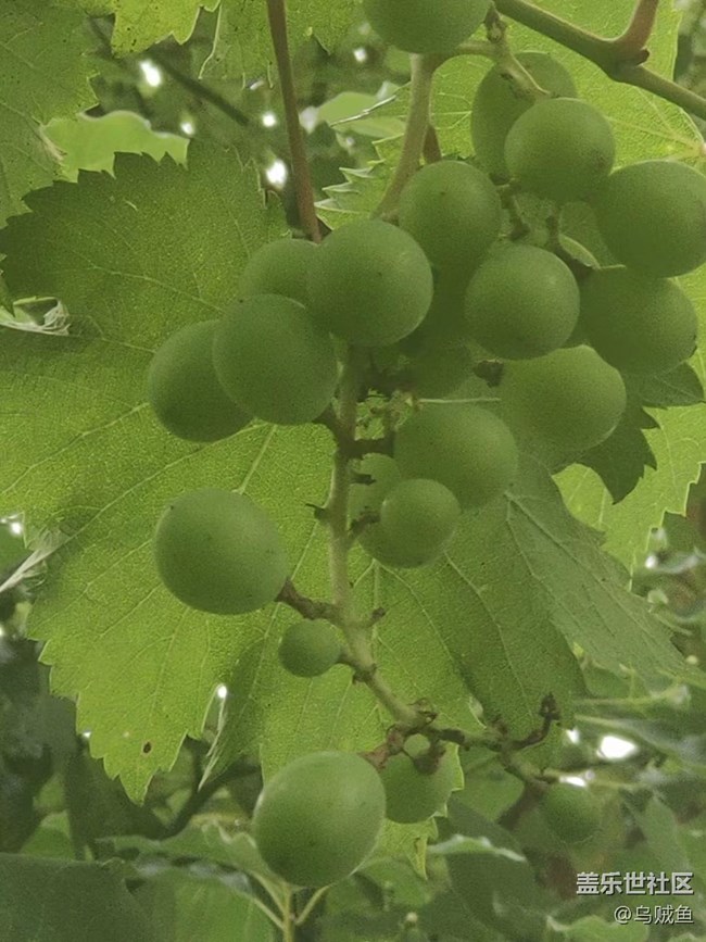 【捕捉夏日美好】葡萄園