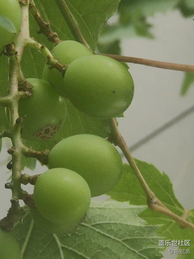 【捕捉夏日美好】葡萄園