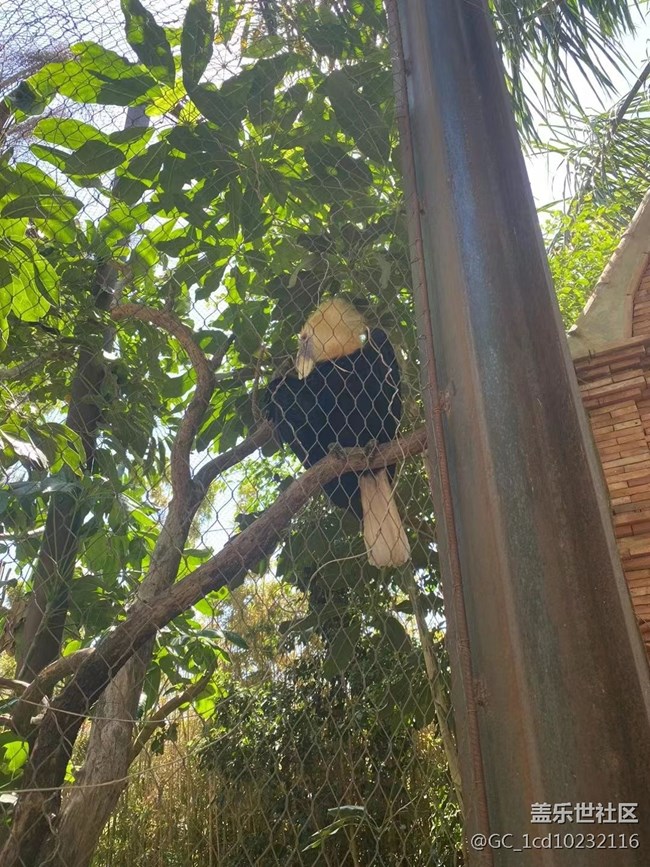 #我喜歡的攝影模式——拍動物