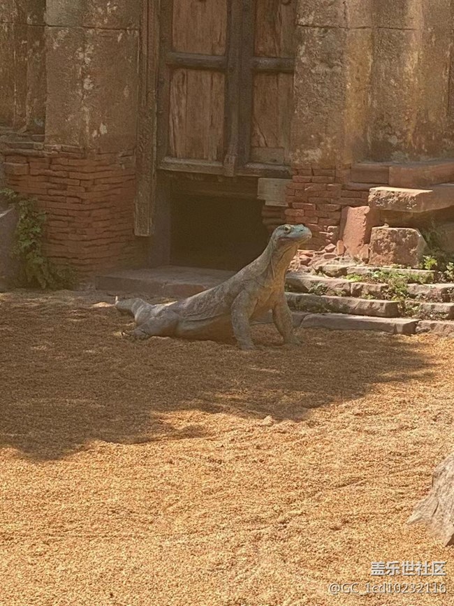 #我喜歡的攝影模式——拍動物