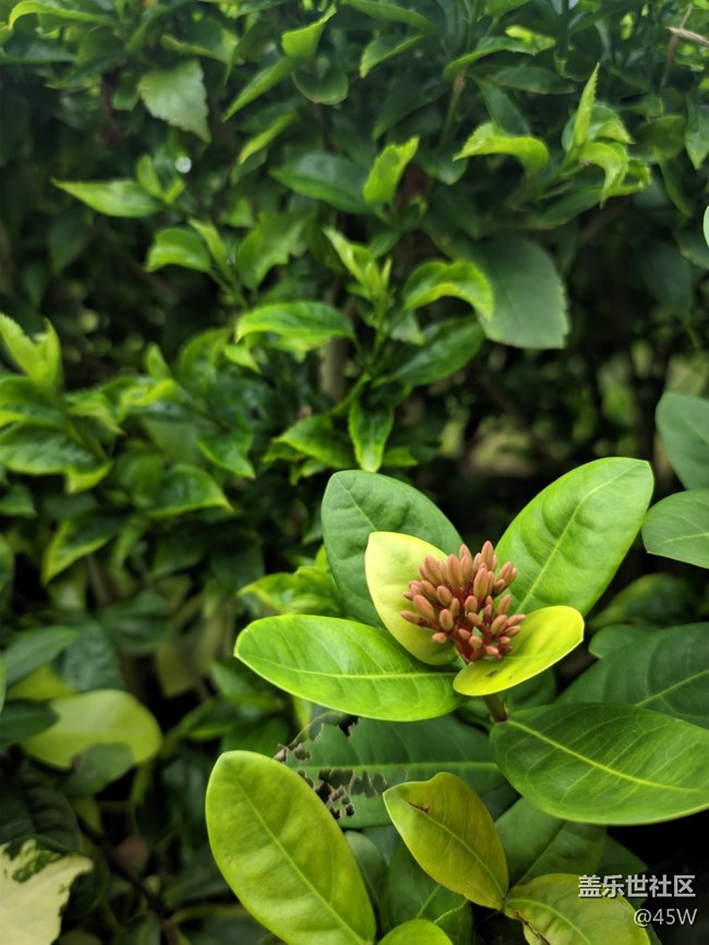 【尋一份美好】輕輕搖曳的花兒