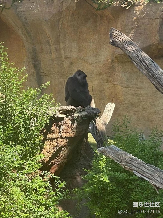 #我喜歡的攝影模式——拍動物