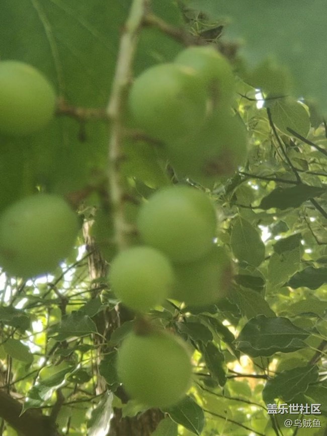 【捕捉夏日美好】葡萄園