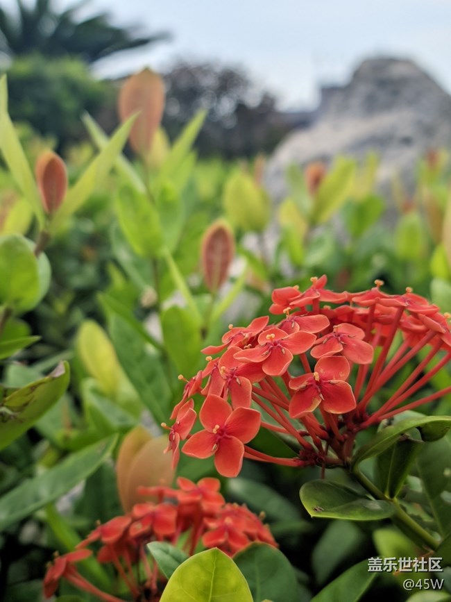 【尋一份美好】輕輕搖曳的花兒