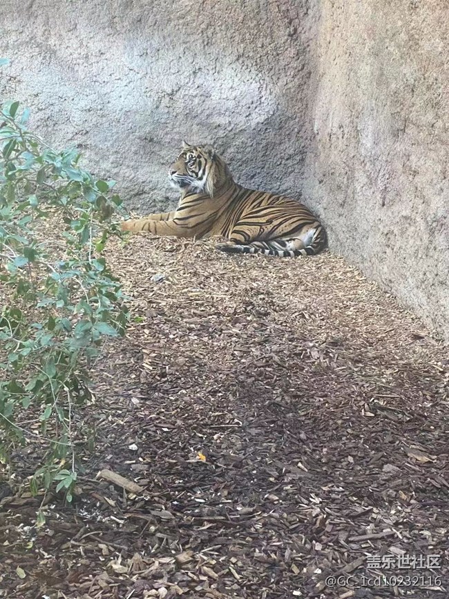 #我喜歡的攝影模式——拍動物