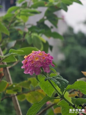 可能只有臺(tái)風(fēng)能給廣州帶來點(diǎn)秋意