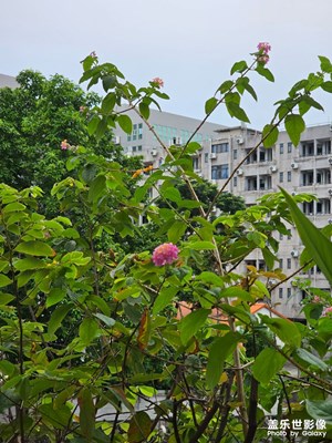 【最美初秋】+尋覓廣州之秋