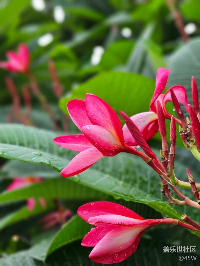 【那年初秋】郁郁蔥蔥 | 綠意盎然