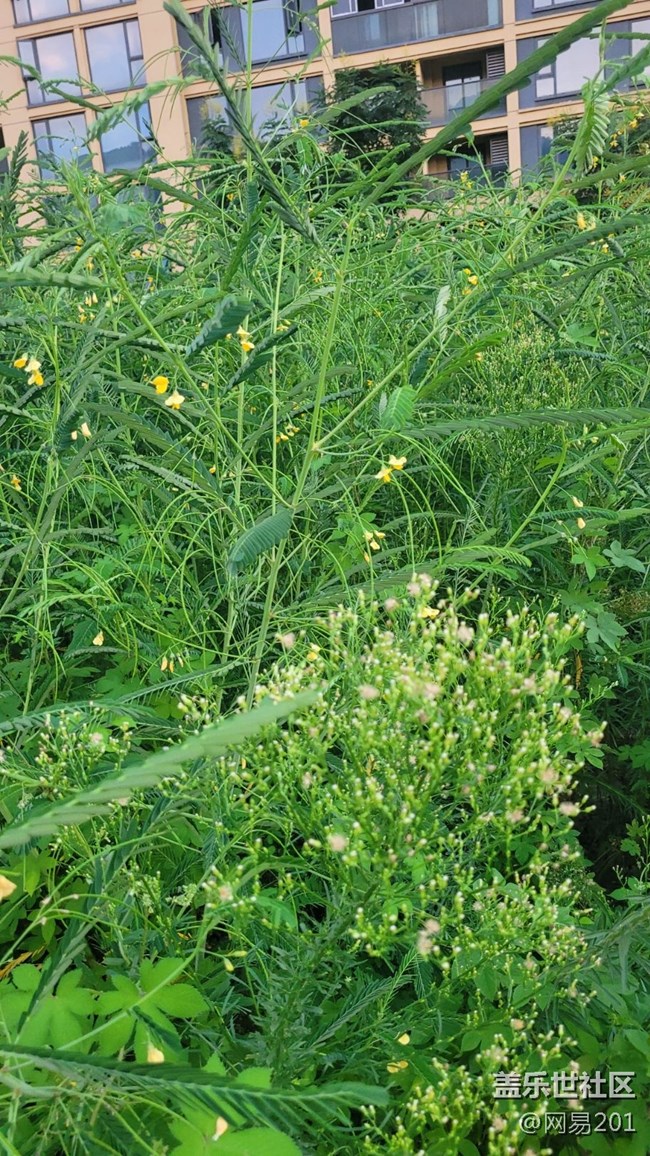 【那年初秋】綠草