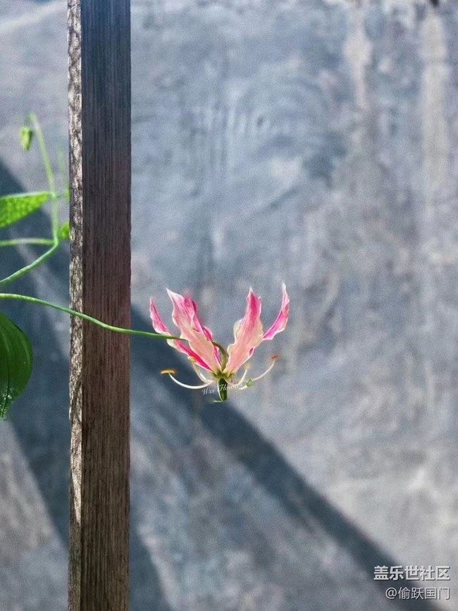 #我喜歡的攝影模式——拍拍花