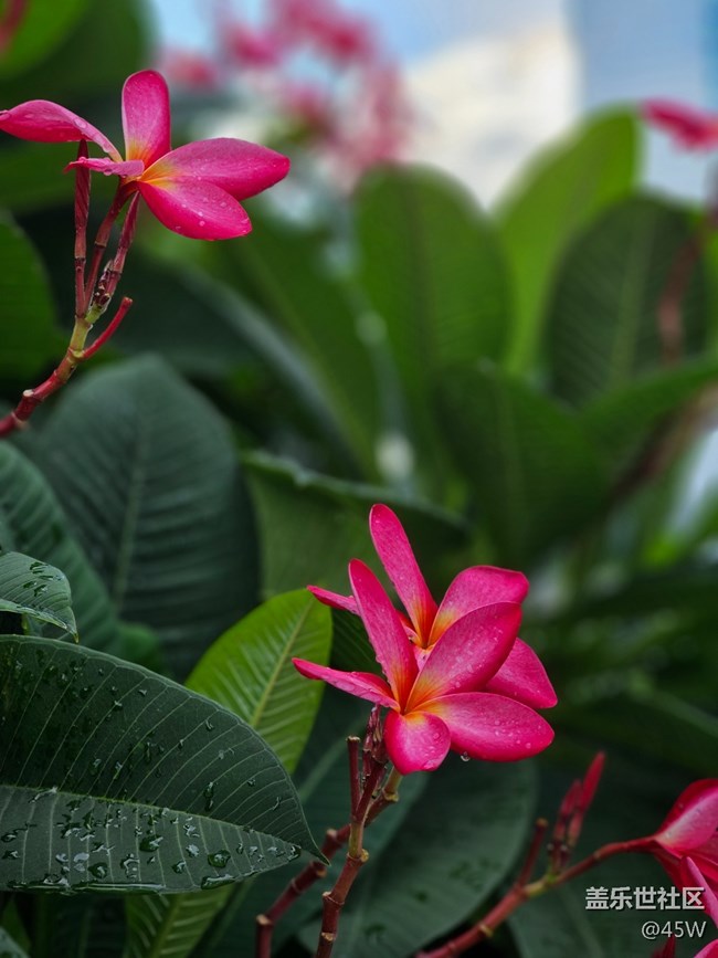 【那年初秋】郁郁蔥蔥 | 綠意盎然