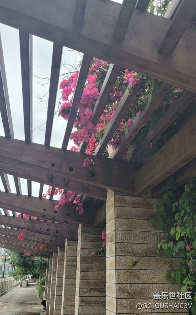 【那年初秋】花棚