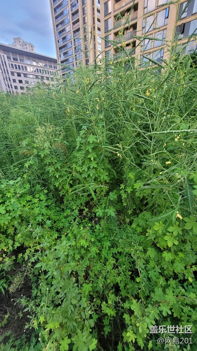 【那年初秋】綠草