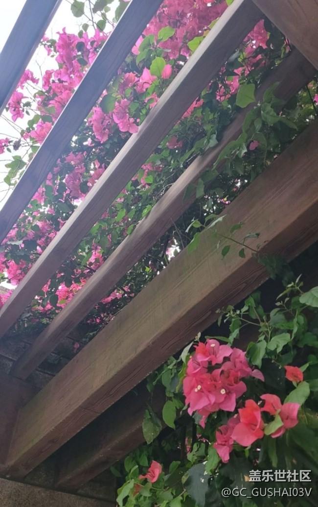 【那年初秋】花棚